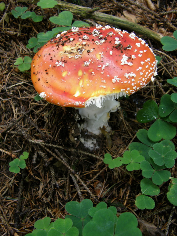 muchotrávka červená Amanita muscaria (L.) Lam.