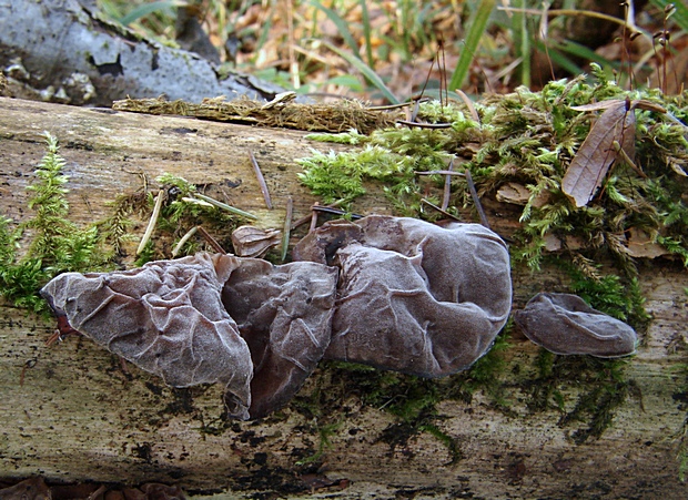 uchovec bazový Auricularia auricula-judae (Bull.) Quél.