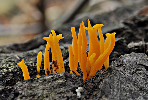 parôžkovec malý Calocera cornea (Fr.) Loud.