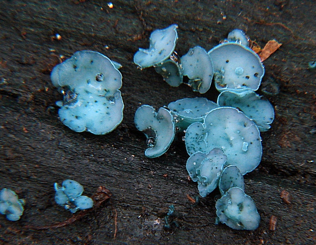 zelenica Chlorociboria sp.