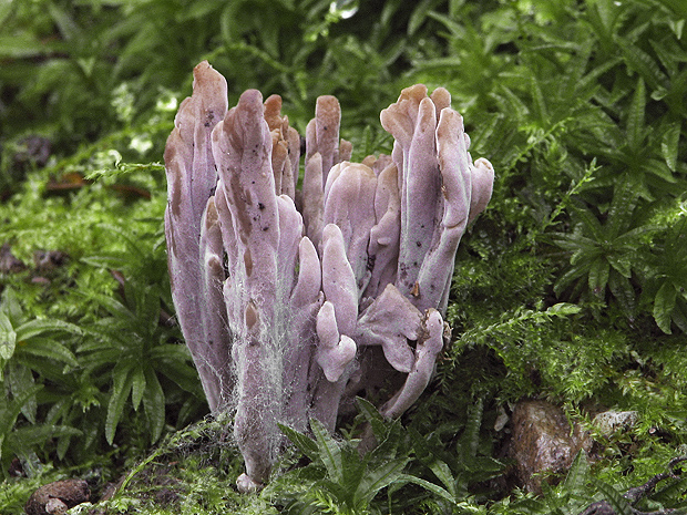 konárovka Clavulina sp.