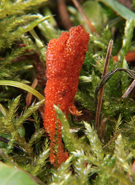 žezlovka hmyzová Cordyceps militaris (Fr.) Link