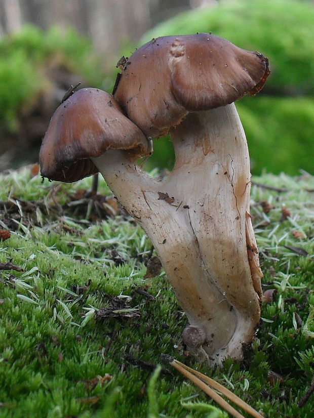 pavučinovec Cortinarius sp.