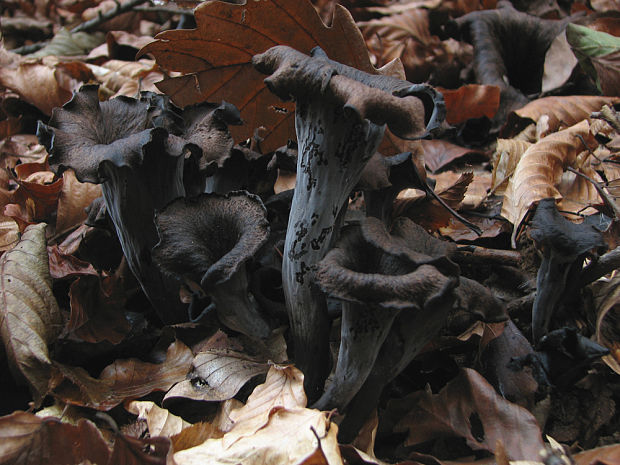 lievik trúbkovitý Craterellus cornucopioides (L.) Pers.