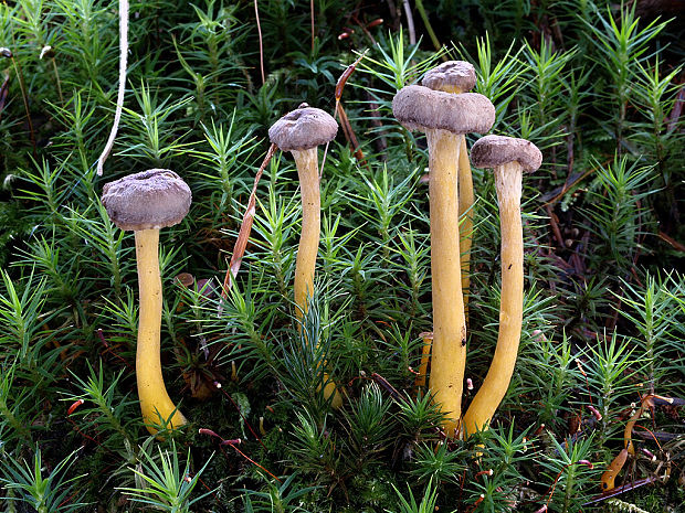 kuriatko lievikovité Craterellus tubaeformis (Fr.) Quél.