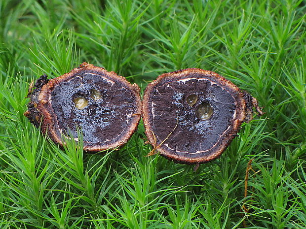 srnka ježatá Elaphomyces muricatus Fr.