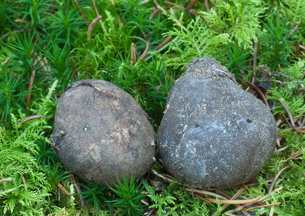 srnka Elaphomyces sp.