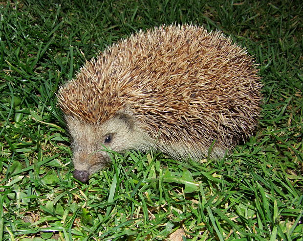 jež bledý  Erinaceus concolor