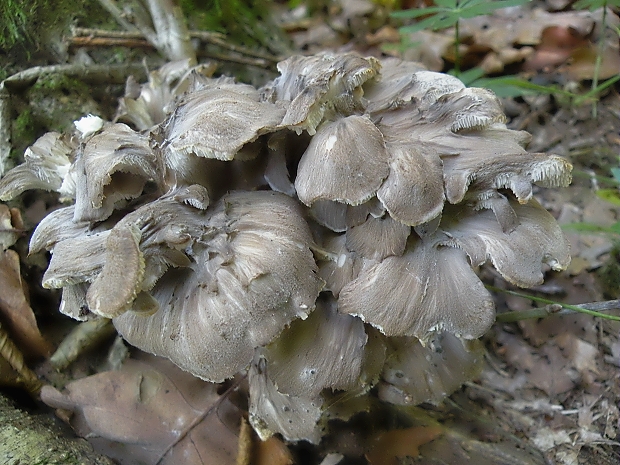 trsovnica lupeňovitá Grifola frondosa (Dicks.) Gray