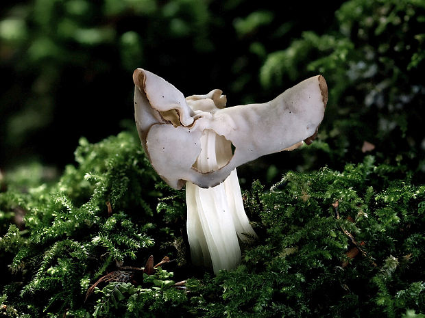 chriapač jamkatý Helvella lacunosa Afzel.