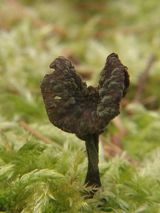 chriapač Helvella sp.