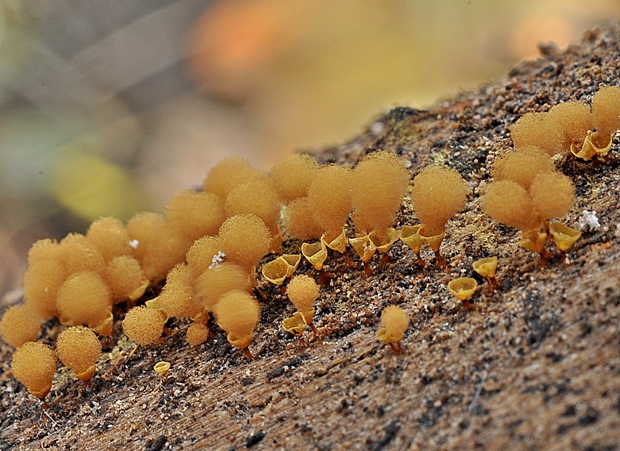 vlasovníčka kyjačikovitá Hemitrichia clavata (Pers.) Rostaf.