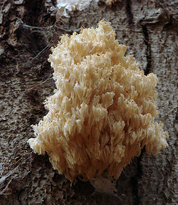 koralovec bukový Hericium coralloides (Scop.) Pers.