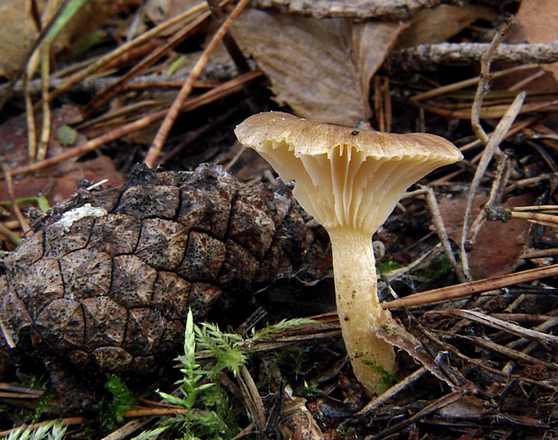 šťavnačka mrazová Hygrophorus hypothejus (Fr.) Fr.