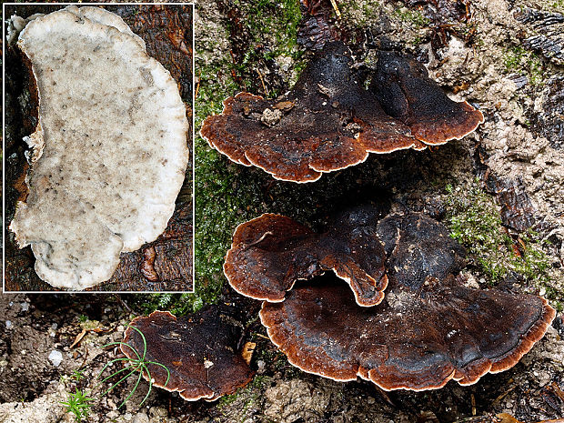 láziochlena obyčajná Ischnoderma benzoinum (Wahlenb.) P. Karst.