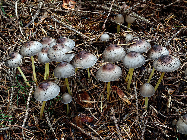 prilbička slizká želatínová Mycena epipterygia var. viscosa (Secr. ex Maire) Ricken