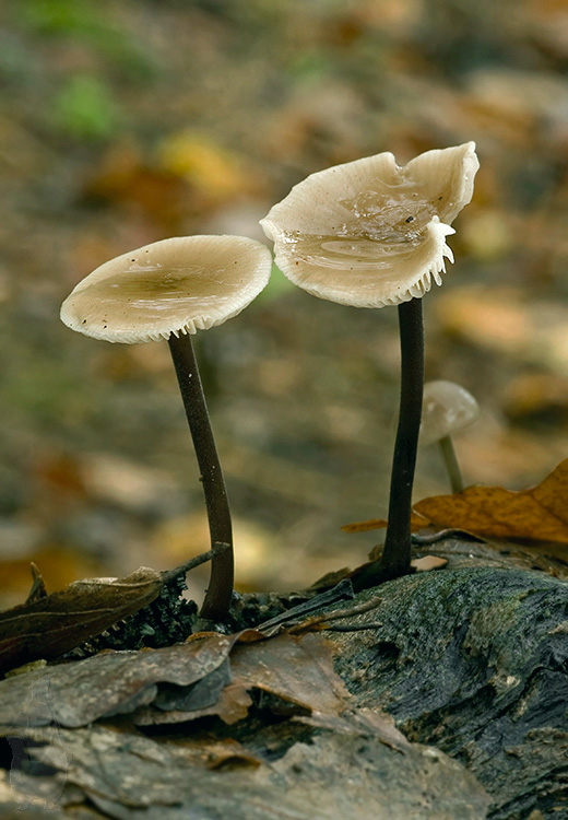 tanečnica cesnaková Mycetinis alliaceus (Jacq.) Earle ex A.W. Wilson & Desjardin