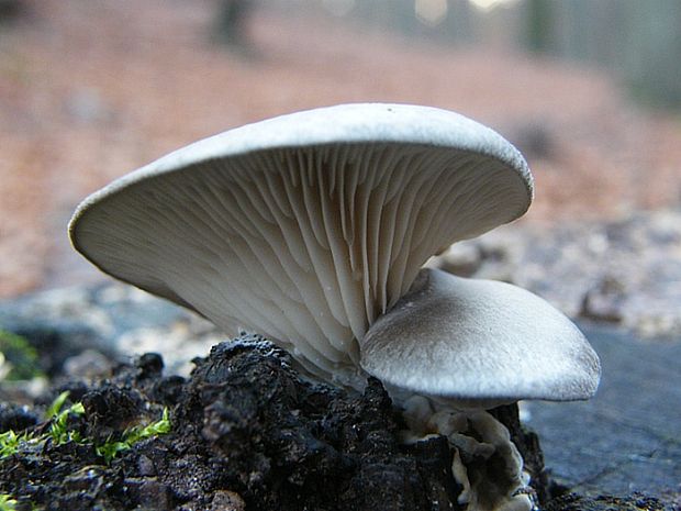 hliva ustricovitá Pleurotus ostreatus (Jacq.) P. Kumm.