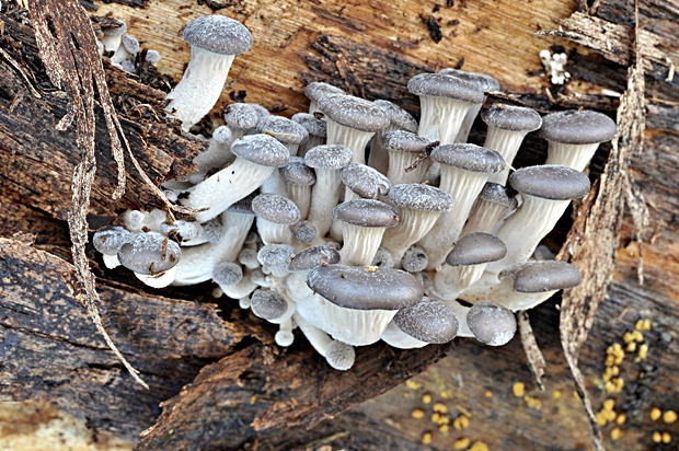 hliva ustricovitá Pleurotus ostreatus (Jacq.) P. Kumm.