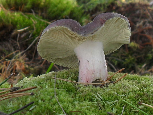 plávka Russula sp.