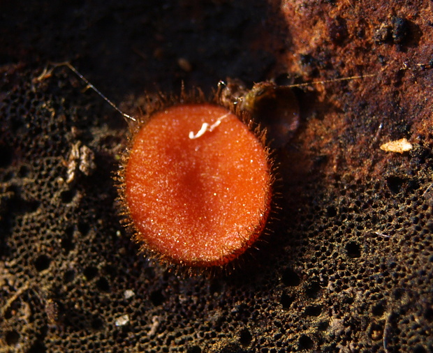 štítovnička Scutellinia sp.