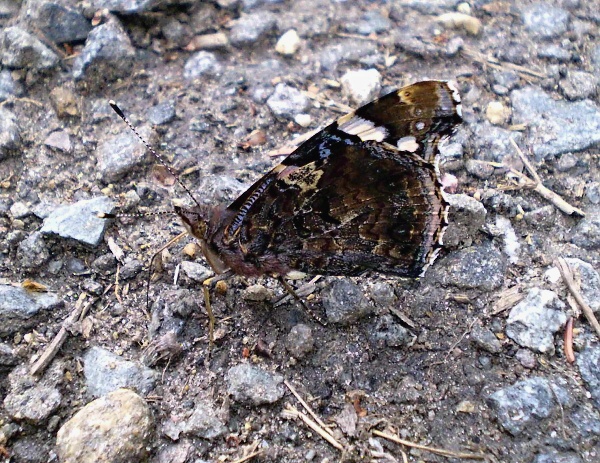 babôčka admirálska Vanessa atalanta