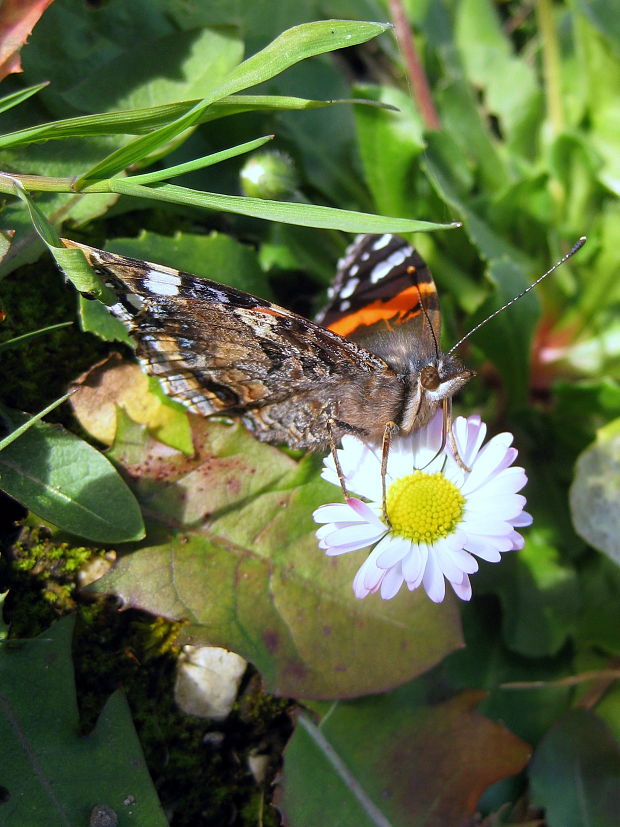 babôčka admirálska Vanessa atalanta