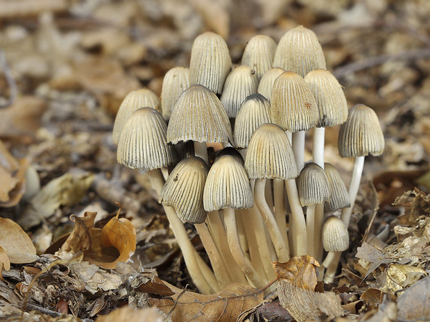 hnojník Coprinus sp.