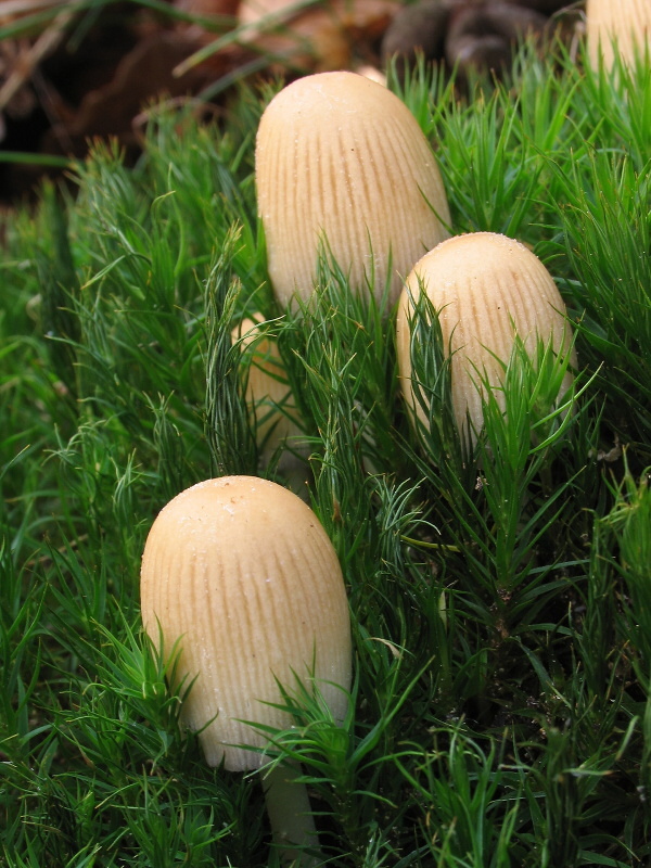 hnojník Coprinus sp.