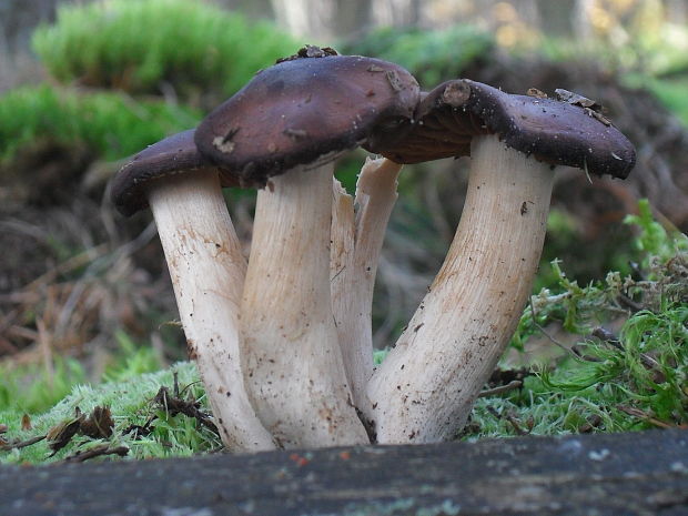 pavučinovec Cortinarius sp.