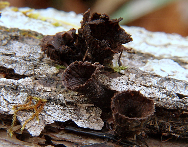 čiaškovec pásikavý Cyathus striatus (Huds.) Willd.