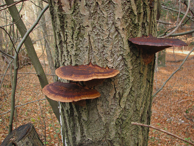 sieťkovček červenkastý Daedaleopsis confragosa (Bolton) J. Schröt.