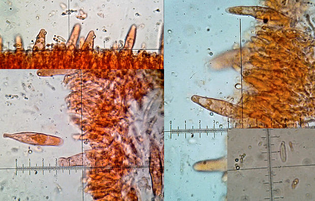 plamienka zimná dlhospóra Flammulina elastica (Lasch) Redhead & R.H. Petersen