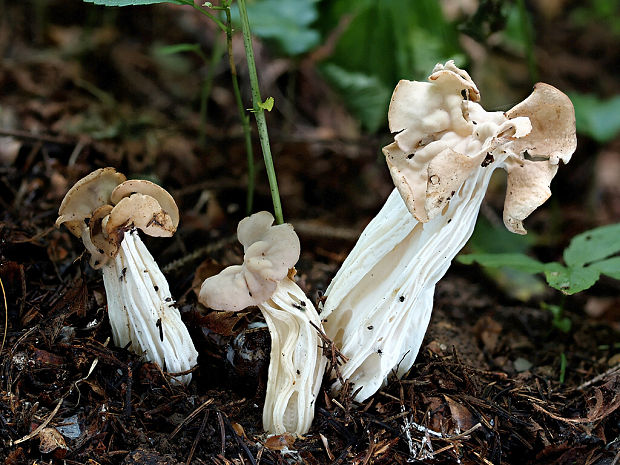 chriapač kučeravý Helvella crispa (Scop.) Fr.