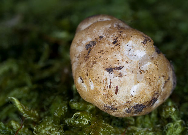 podzemník mozgovitý Hydnobolites cerebriformis Tul. & C. Tul.