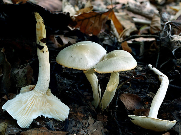 šťavnačka slonovinová Hygrophorus cf. eburneus (Bull.ex Fr.) Fr.