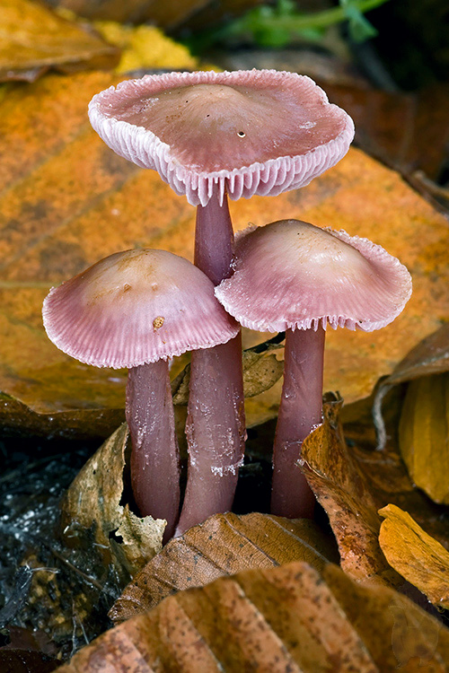 prilbička reďkovková Mycena pura (Pers.) P. Kumm.