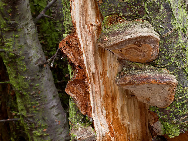 ohňovec slivkový Phellinus pomaceus (Pers.) Maire