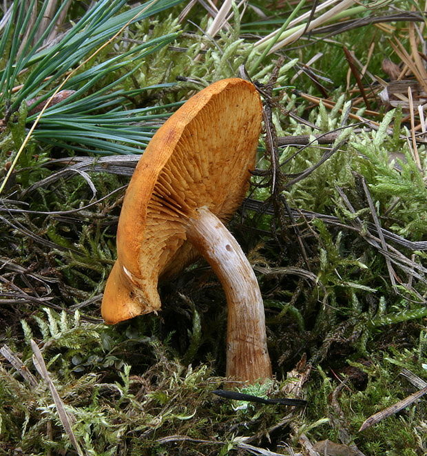 šupinovka borová (cz) Pholiota spumosa (Fr.) Singer