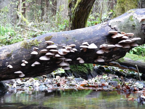 hliva ustricovitá Pleurotus ostreatus (Jacq.) P. Kumm.