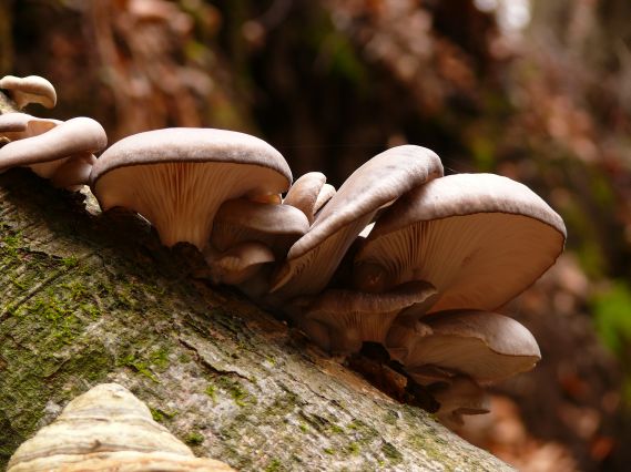 hliva ustricovitá Pleurotus ostreatus (Jacq.) P. Kumm.