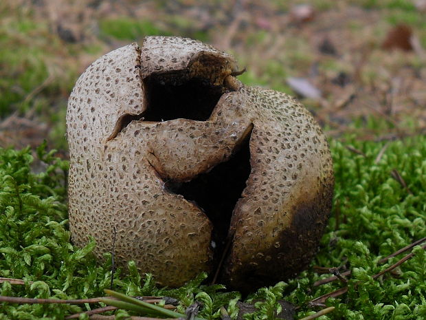 pestrec obyčajný Scleroderma citrinum Pers.