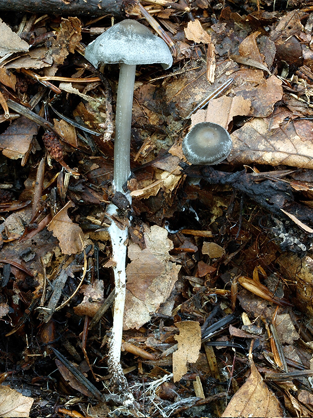 sivolupeňovka Tephrocybe rancida (Fr.) Donk