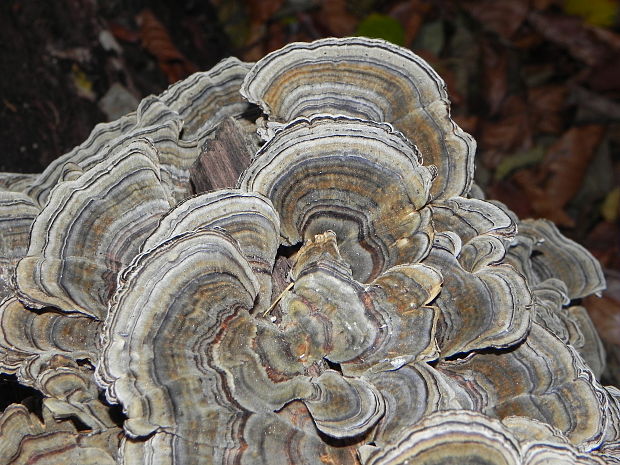 trúdnikovec pestrý Trametes versicolor (L.) Lloyd