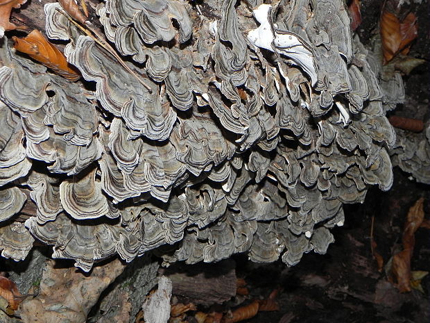 trúdnikovec pestrý Trametes versicolor (L.) Lloyd