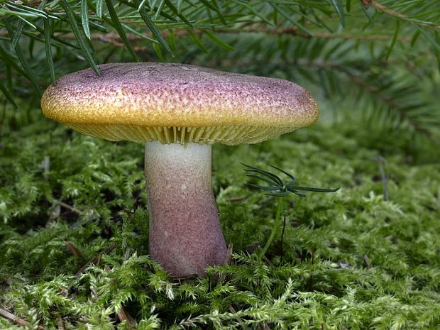 čírovec červenožltý Tricholomopsis rutilans (Schaeff.) Singer