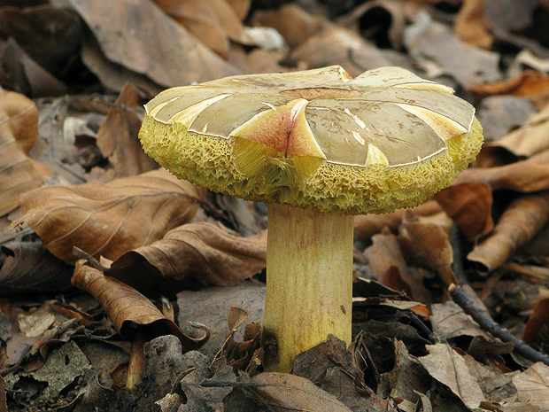 suchohríb žltomäsový Xerocomellus chrysenteron (Bull.) Šutara