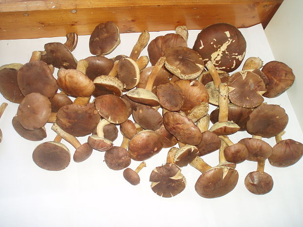 suchohríb Xerocomus sp.