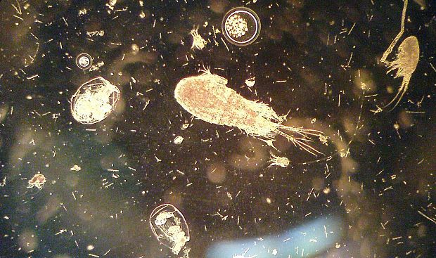 zooplankton(Cyklops a Asplanchna)