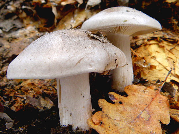 strmuľka inovaťová Clitocybe nebularis (Batsch) P. Kumm.